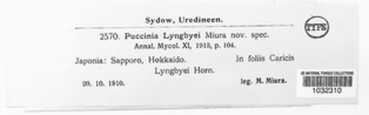 Puccinia lyngbyei image